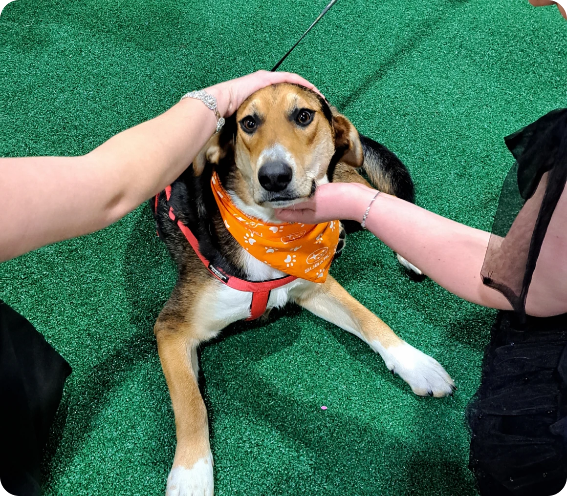 Dog being petted by two people